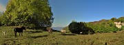 13 Al pascolo sui prati del Crosnello (1094 m)